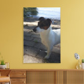 Capo von Oppenheim, Jack Russell Terrier, Dog Leinwanddruck (Insitu (Wohnzimmer))