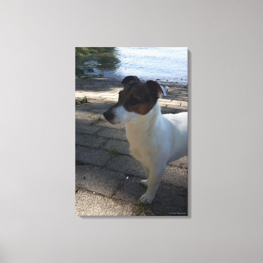 Capo von Oppenheim, Jack Russell Terrier, Dog Leinwanddruck (Vorderseite)
