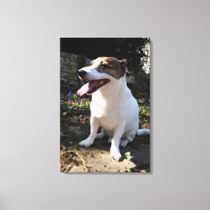 Capo von Oppenheim, Jack Russell Terrier, Dog Leinwanddruck