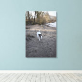 Capo von Oppenheim, Jack Russell Terrier, Dog Leinwanddruck (Insitu (Holzboden))