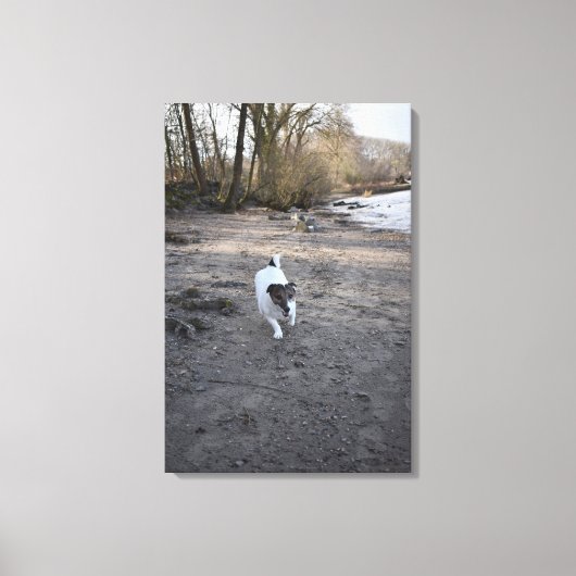 Capo von Oppenheim, Jack Russell Terrier, Dog Leinwanddruck (Vorderseite)