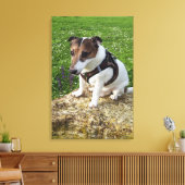 Capo von Oppenheim, Jack Russell Terrier, Dog Leinwanddruck (Insitu (Wohnzimmer))