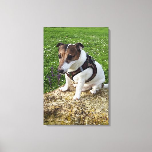 Capo von Oppenheim, Jack Russell Terrier, Dog Leinwanddruck (Vorderseite)