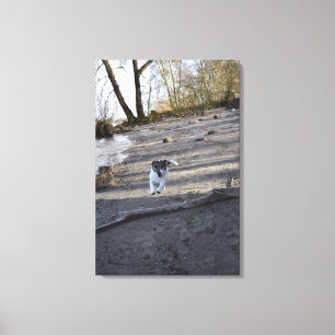 Capo von Oppenheim, Jack Russell Terrier, Dog Leinwanddruck