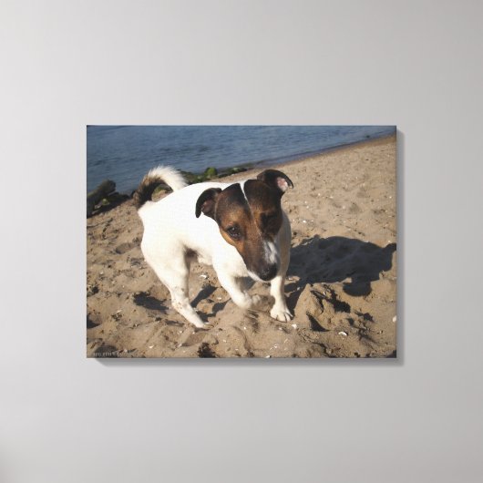 Capo von Oppenheim, Jack Russell Terrier, Dog Leinwanddruck (Vorderseite)