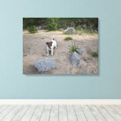 Capo von Oppenheim, Jack Russell Terrier, Dog Leinwanddruck (Insitu (Holzboden))