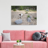 Capo von Oppenheim, Jack Russell Terrier, Dog Leinwanddruck (Insitu (Wohnzimmer))