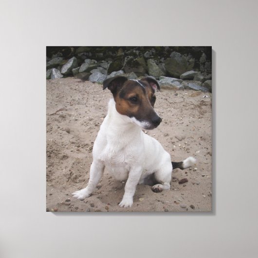 Capo von Oppenheim, Jack Russell Terrier, Dog Leinwanddruck (Vorderseite)
