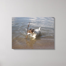 Capo von Oppenheim, Jack Russell Terrier, Dog Leinwanddruck