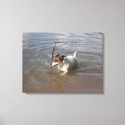 Capo von Oppenheim, Jack Russell Terrier, Dog Leinwanddruck (Vorderseite)