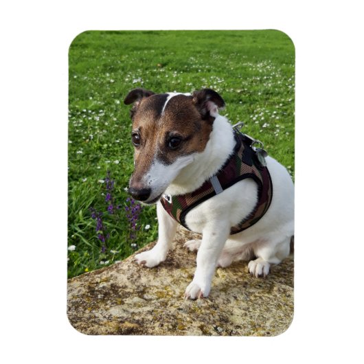 Capo von Oppenheim, Jack Russell Terrier Dog Magne Magnet (Vertikal)