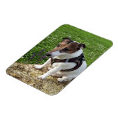 Capo von Oppenheim, Jack Russell Terrier Dog Magne Magnet (Linke Seite)