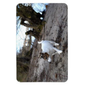 Capo von Oppenheim, Jack Russell Terrier Dog Magne Magnet (Vertikal)