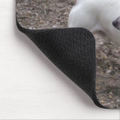 Capo von Oppenheim Jack Russell Terrier, Dog Mousepad (Ecke)