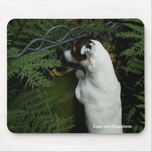 Capo von Oppenheim Jack Russell Terrier, Dog Mousepad
