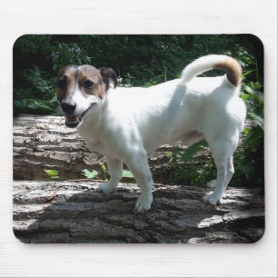 Capo von Oppenheim Jack Russell Terrier, Dog Mousepad