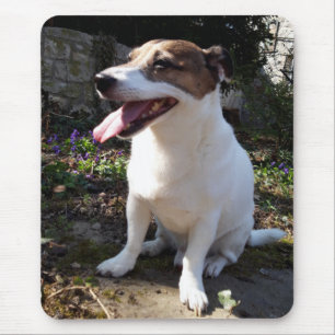 Capo von Oppenheim Jack Russell Terrier, Dog Mousepad