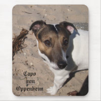 Capo von Oppenheim Jack Russell Terrier, Dog