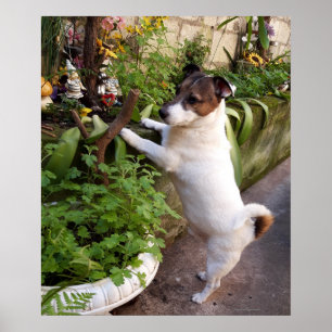 Capo von Oppenheim, Jack Russell Terrier Dog Poste Poster