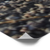 Capo von Oppenheim, Jack Russell Terrier dog Poster (Ecke)