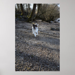 Capo von Oppenheim, Jack Russell Terrier dog Poster