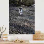 Capo von Oppenheim, Jack Russell Terrier dog Poster (Küche)