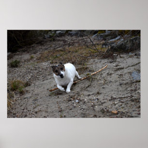 Capo von Oppenheim, Jack Russell Terrier dog Poster