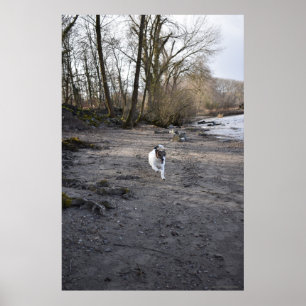 Capo von Oppenheim, Jack Russell Terrier dog Poster