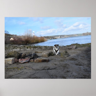 Capo von Oppenheim, Jack Russell Terrier Dog Poster