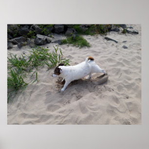 Capo von Oppenheim, Jack Russell Terrier Dog Poster