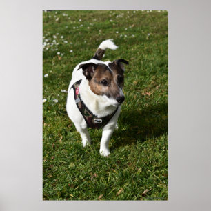 Capo von Oppenheim, Jack Russell Terrier dog Poster