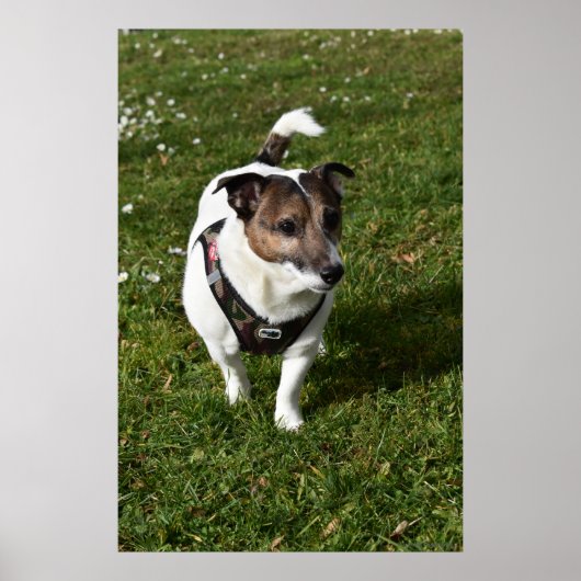 Capo von Oppenheim, Jack Russell Terrier dog Poster (Vorne)