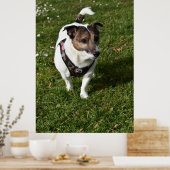 Capo von Oppenheim, Jack Russell Terrier dog Poster (Küche)