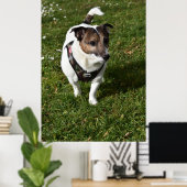 Capo von Oppenheim, Jack Russell Terrier dog Poster (Heimbüro)