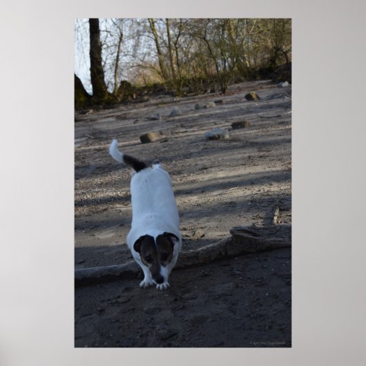 Capo von Oppenheim, Jack Russell Terrier dog Poster (Vorne)
