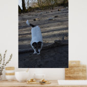 Capo von Oppenheim, Jack Russell Terrier dog Poster (Küche)