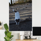 Capo von Oppenheim, Jack Russell Terrier dog Poster (Heimbüro)
