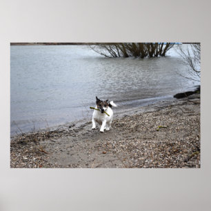 Capo von Oppenheim, Jack Russell Terrier dog Poster