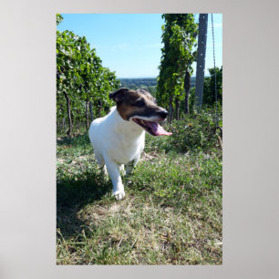 Capo von Oppenheim, Jack Russell Terrier dog Poster