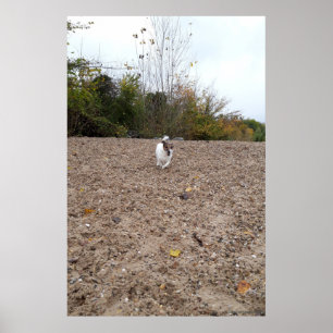 Capo von Oppenheim, Jack Russell Terrier dog Poster