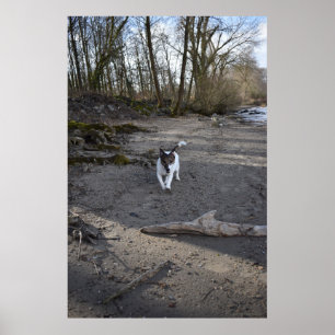 Capo von Oppenheim, Jack Russell Terrier dog Poster