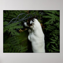 Capo von Oppenheim, Jack Russell Terrier dog