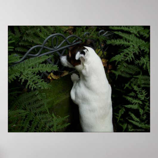 Capo von Oppenheim, Jack Russell Terrier dog Poster (Vorne)