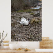 Capo von Oppenheim, Jack Russell Terrier dog Poster (Küche)