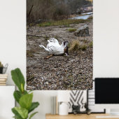 Capo von Oppenheim, Jack Russell Terrier dog Poster (Heimbüro)