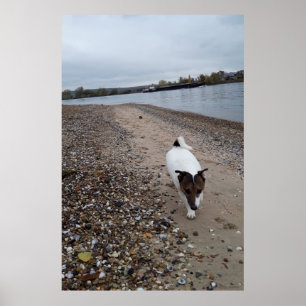 Capo von Oppenheim, Jack Russell Terrier dog Poster