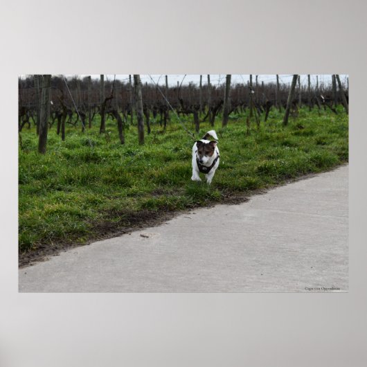 Capo von Oppenheim, Jack Russell Terrier dog Poster (Vorne)