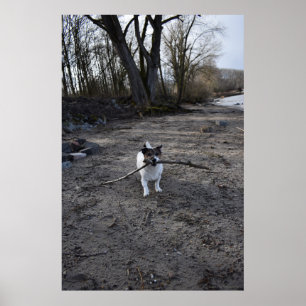 Capo von Oppenheim, Jack Russell Terrier dog Poster
