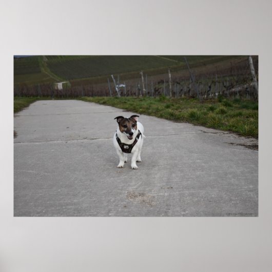 Capo von Oppenheim, Jack Russell Terrier dog Poster (Vorne)