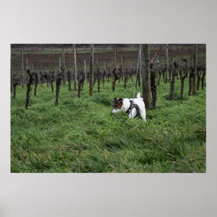 Capo von Oppenheim, Jack Russell Terrier dog Poster